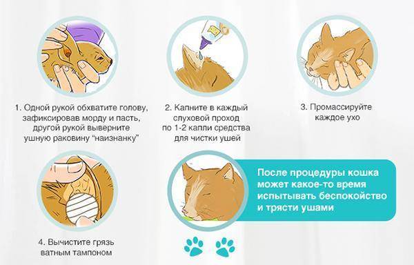 Как почистить уши котенку в домашних условиях: правила проведения процедуры, применяемые средства