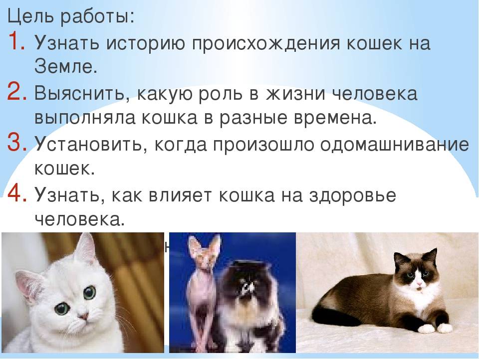 Откуда появились кошки на планете?