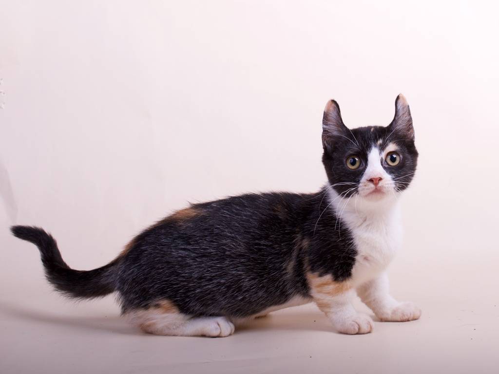 Порода самой маленькой кошки в мире, фото с названиями