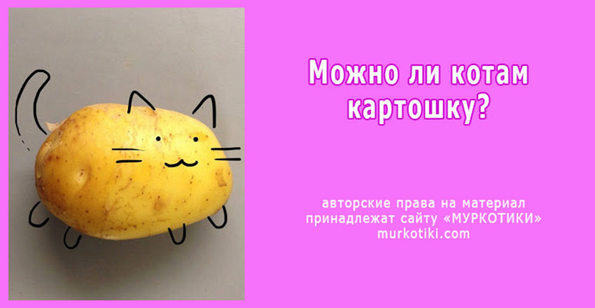 Котам можно картошку. Картофельная кошечка. Кот картошечка. Котик ест картошку. Толстый кот с картошкой.