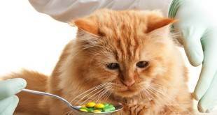 Понос и рвота у кота: причина и лечение
