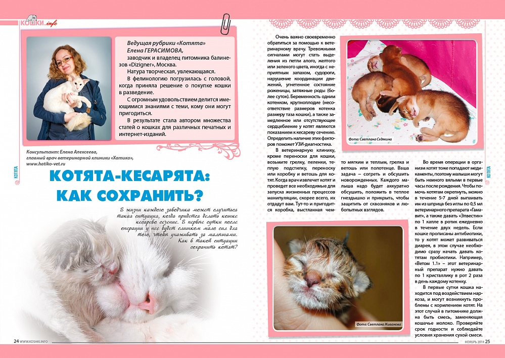 Как воспитывать кошку?