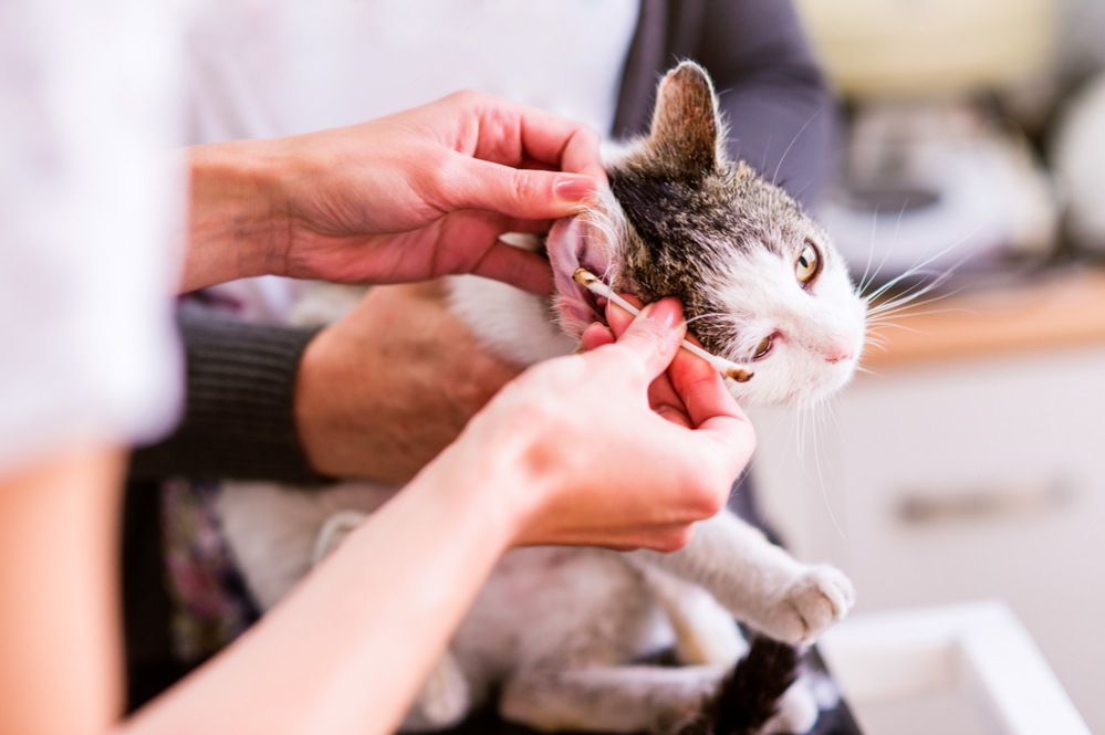 У кошки лысеют уши: как лечить, причины, профилактика