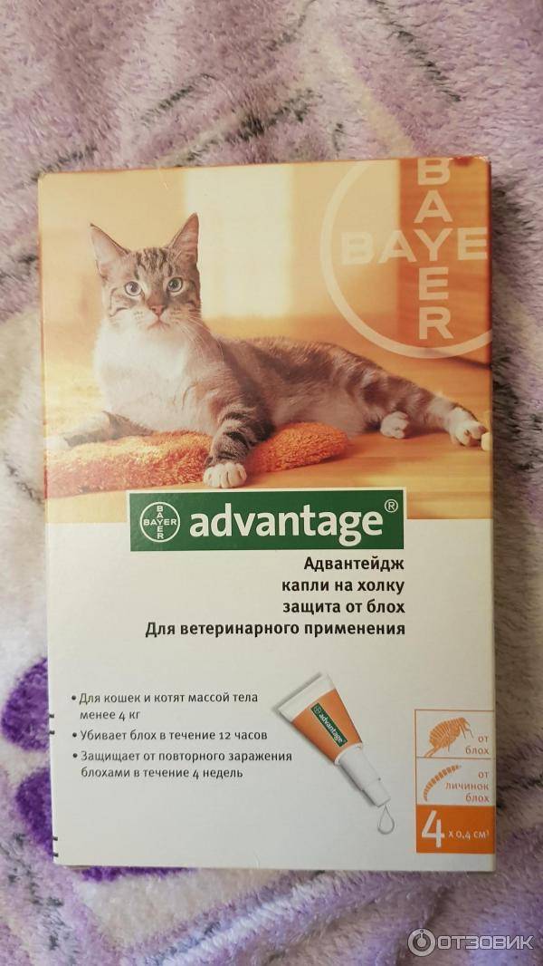 Адвантейдж для кошек: инструкция и показания к применению, отзывы, цена