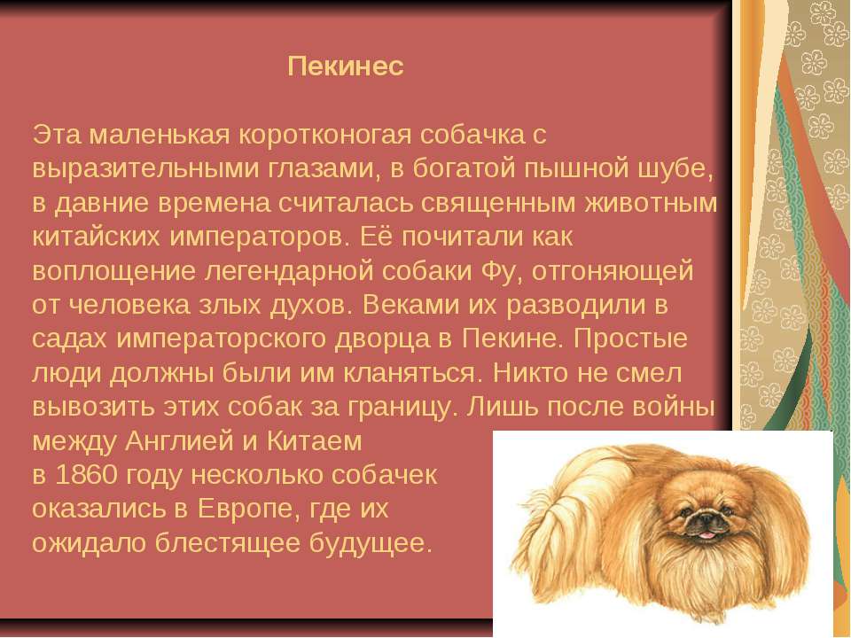Китайская хохлатая собака: история породы, уход, содержание, фото