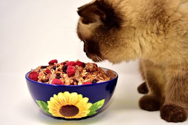 Как правильно кормить кошку: чем лучше, что дать в домашних условиях
как правильно кормить кошку: чем лучше, что дать в домашних условиях