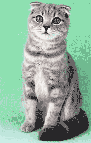 Окрас шотландских вислоухих кошек (33 фото): табби и трехцветные, черепаховые и колор-пойнт. черно-белый, шоколадный и другие цвета