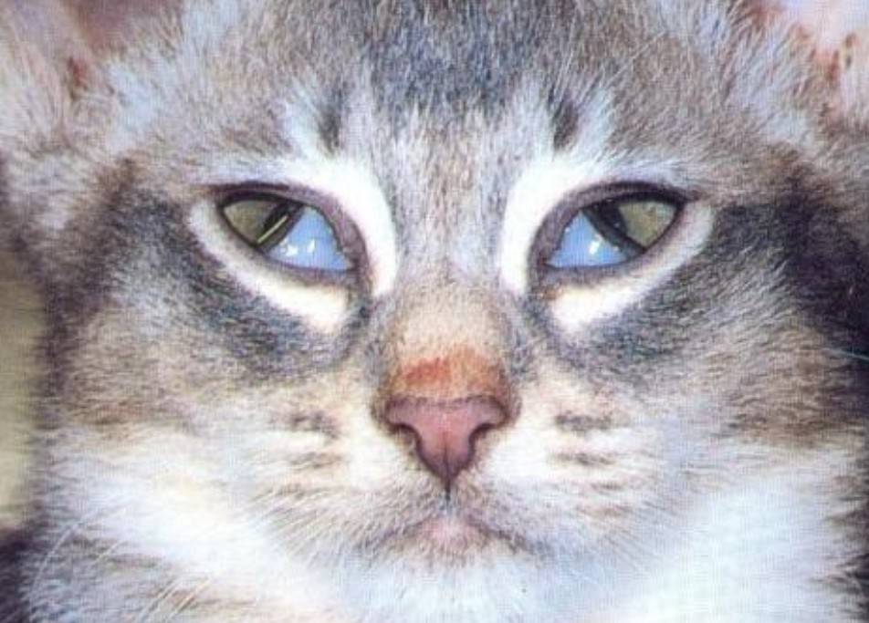 Почему у кошки заплыл глаз