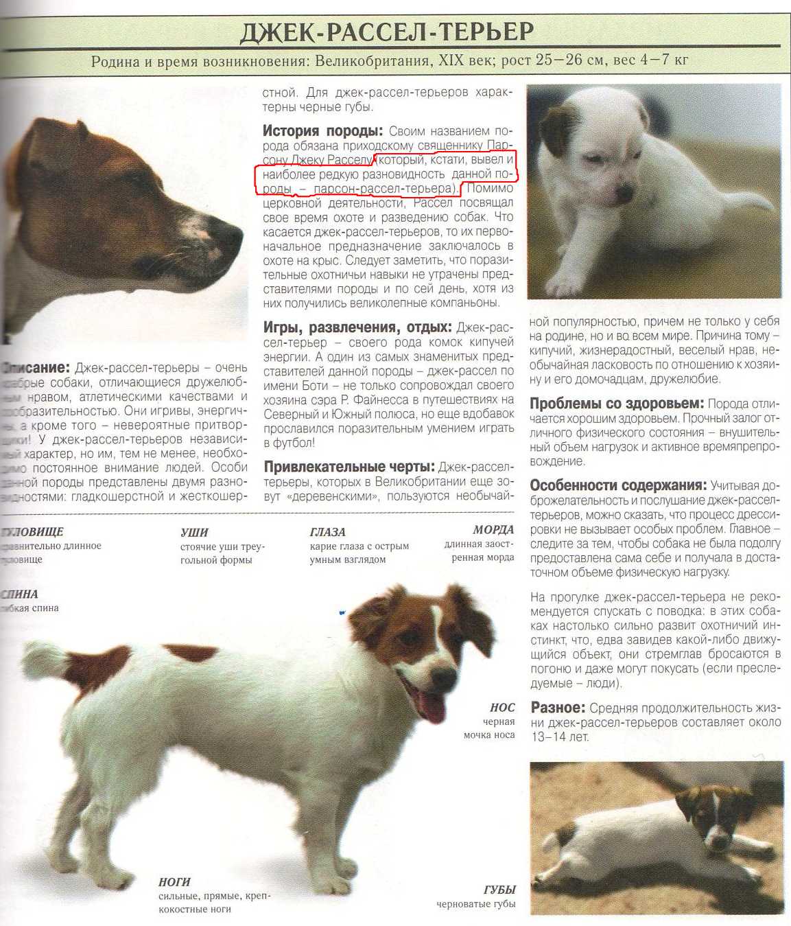 Паттердейл-терьер: описание породы собак и содержане