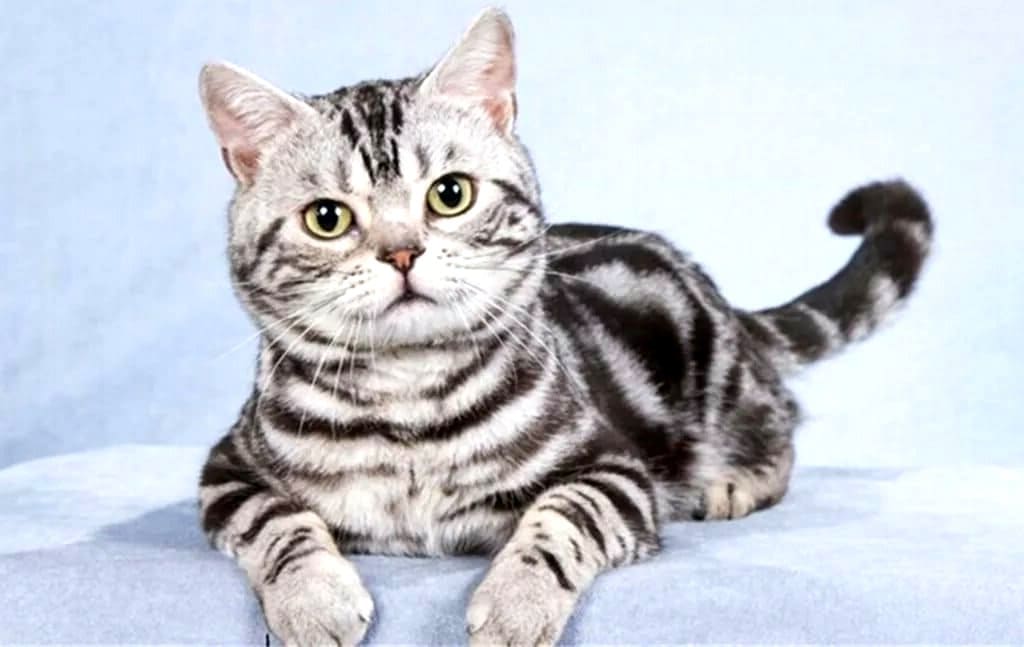 Американская короткошерстная кошка: описание породы