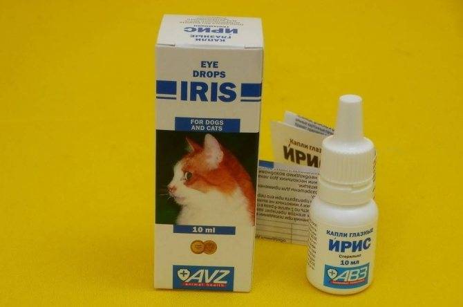 Глазные капли для кошек: обзор препаратов, как и когда применять