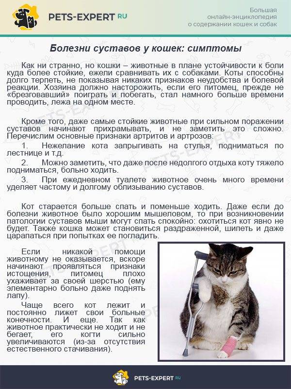 Симптоматика простуды у кошки: что делать если кот простыл или заразился