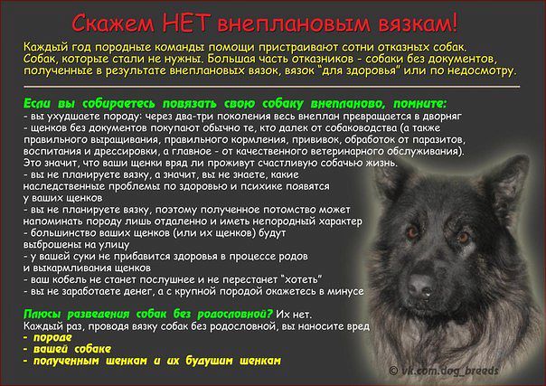 Как происходит вязка у собак первый раз и как помочь - советы специалиста