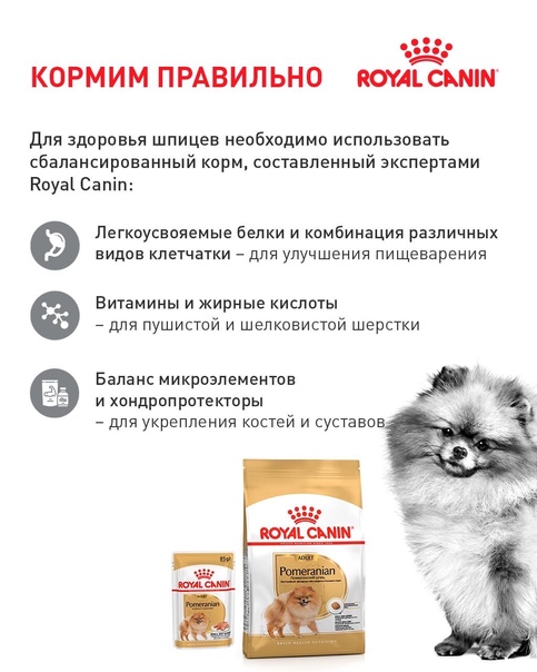 Как ухаживать за шпицем - wikihow