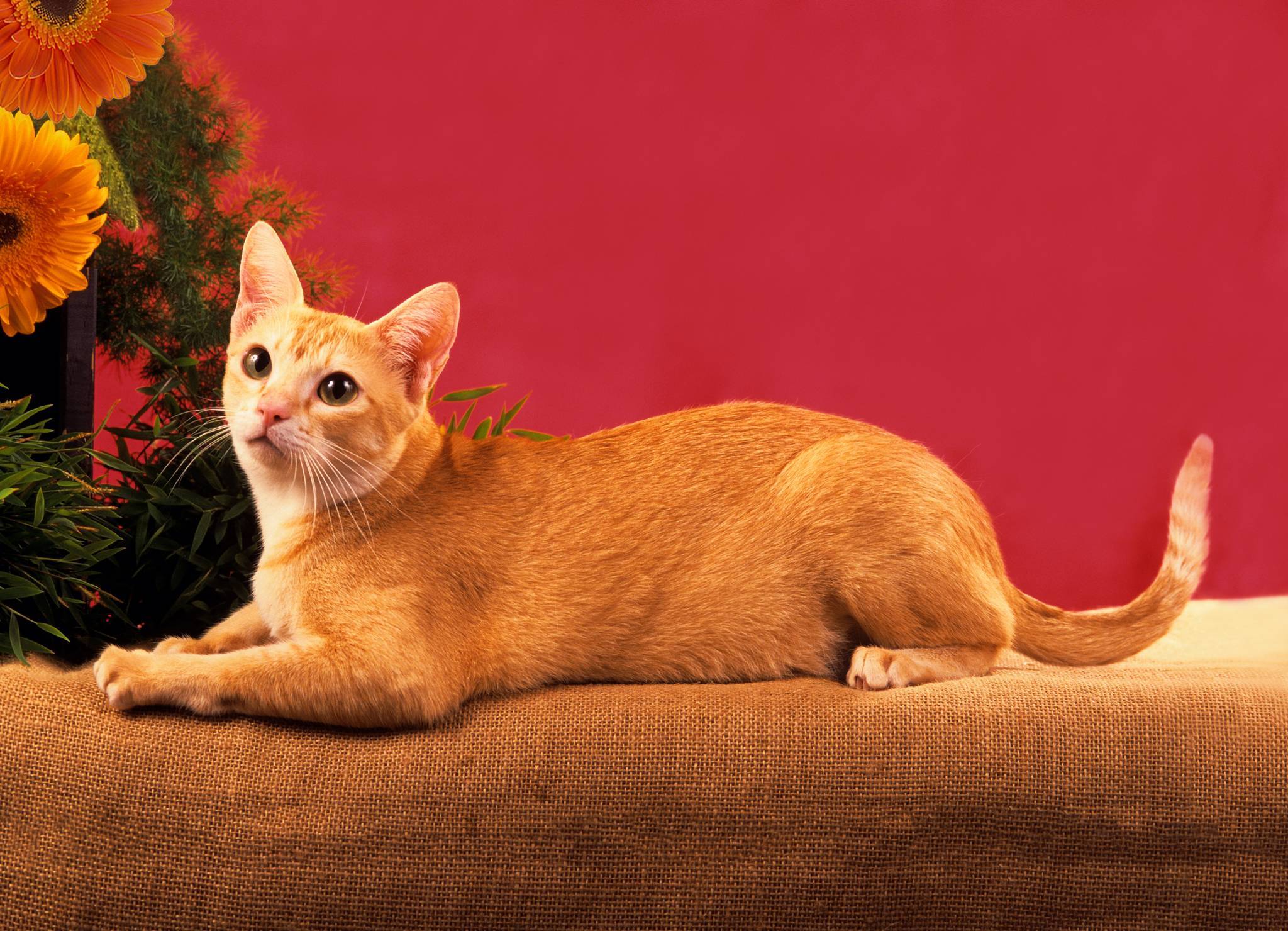 Цейлонская кошка: описание, стандарты породы, фото, характер, поведение, уход и питание