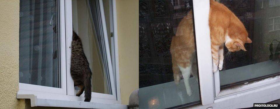 Кошка на даче