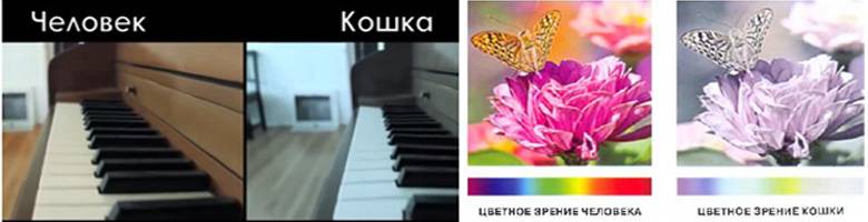 Как кошки видят ночью? | блог ветклиники "беланта"