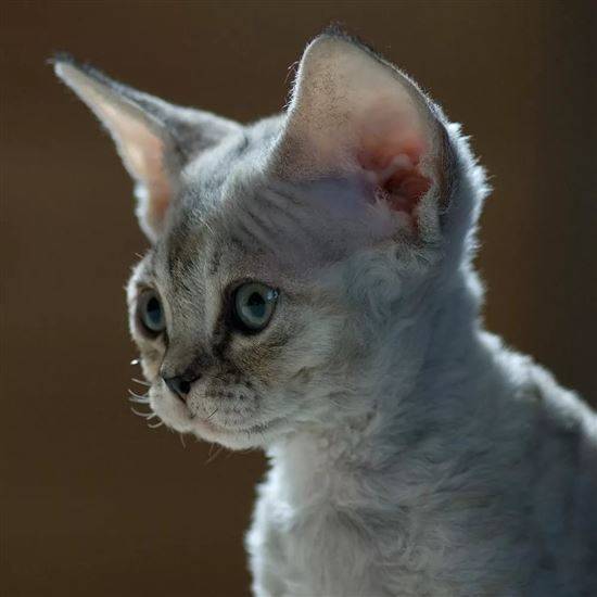 Кошка породы девон рекс — описание, характер и особенности умной короткошерстной кошки (135 фото)