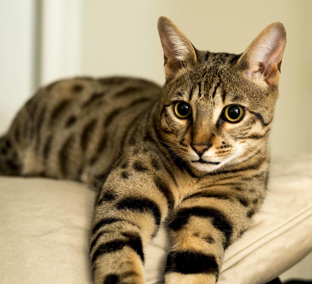 Самые популярные породы кошек в мире, названия и фотографии