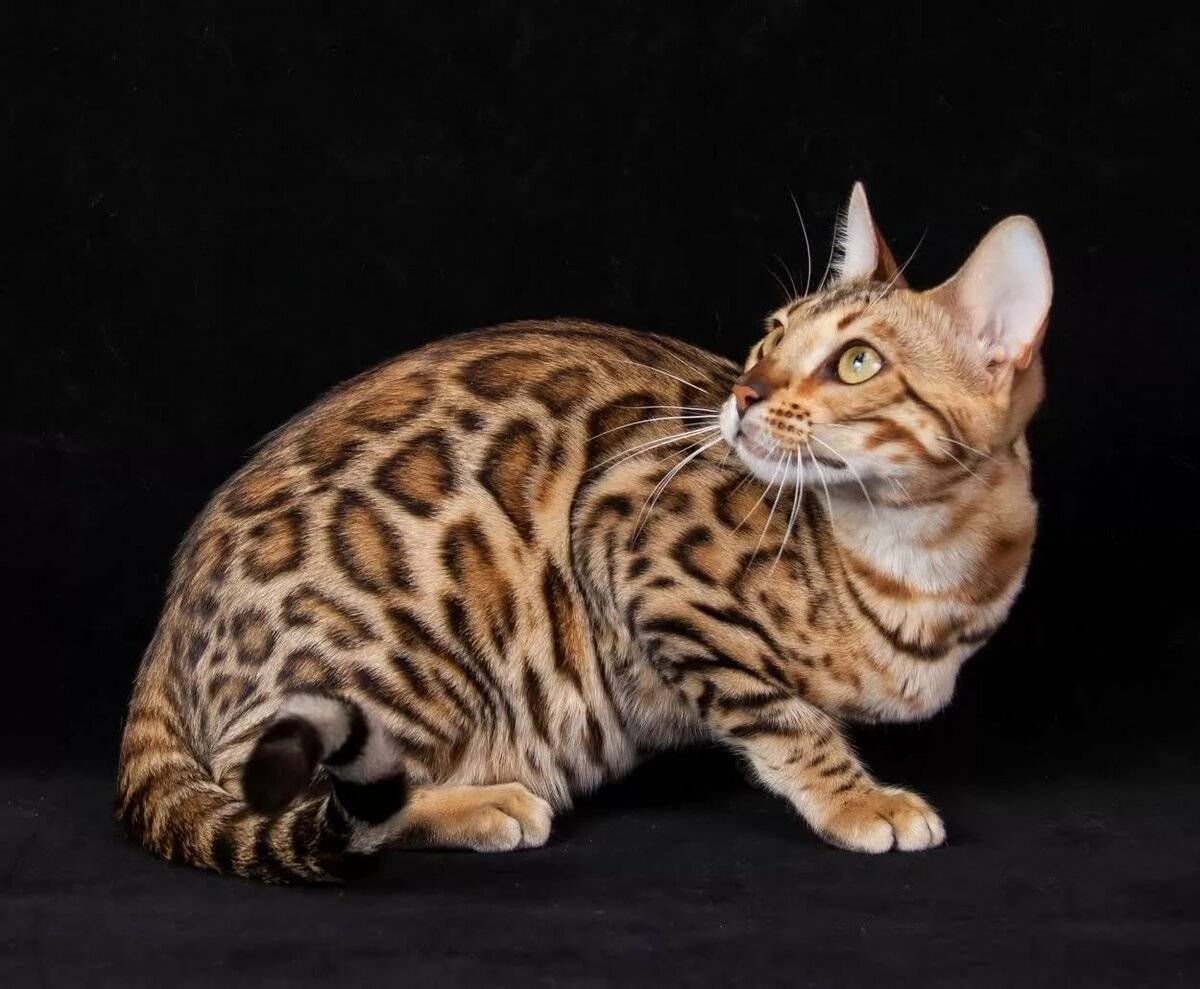 Азиатская леопардовая кошка