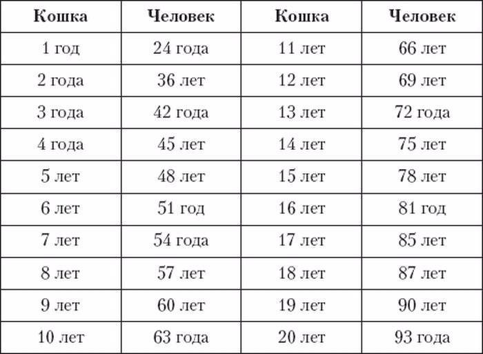 Шесть признаков старения у кошек