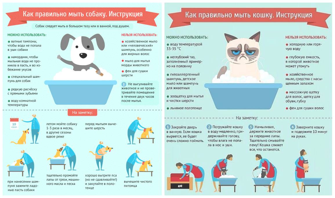 Чем можно помыть кота, если нет специального шампуня?