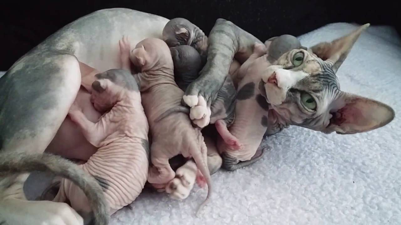 Сколько длится беременность у кошек сфинксов