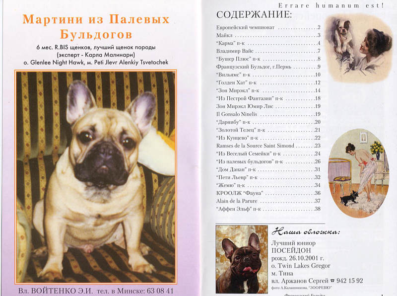 Французский бульдог — описание породы собаки от а до я