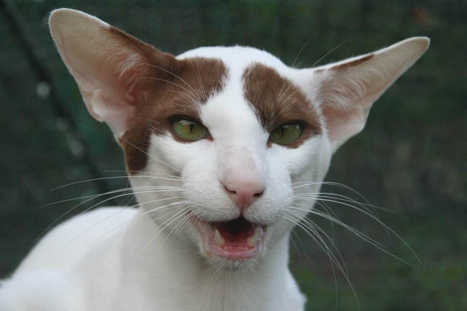 Кошки с большими ушами: список и название пород, описание, фото