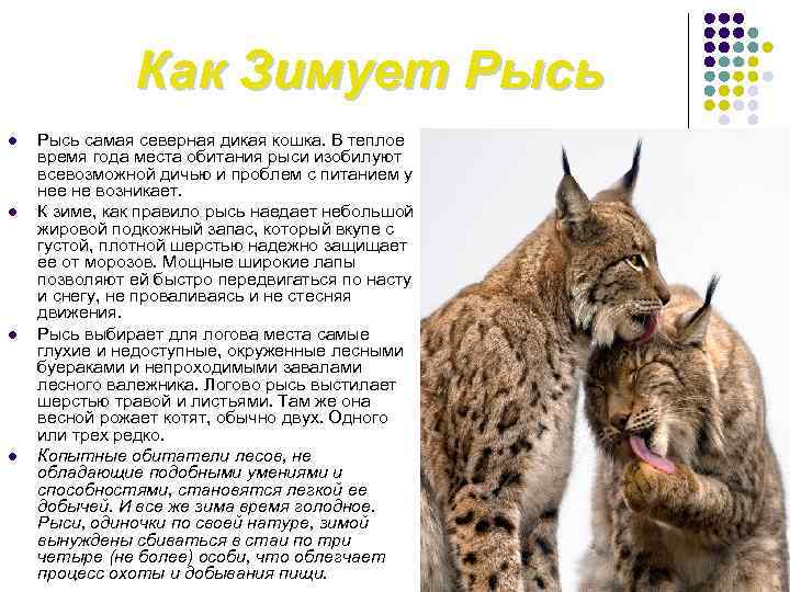 Европейский лесной кот: особенности образа жизни и домашнее содержание дикого хищника из леса
