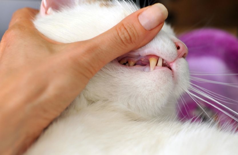 Гингивит у кошек: причины, признаки, терапия и меры профилактики