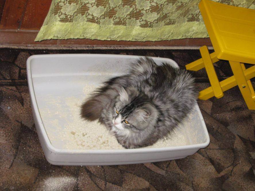 Кошка после стерилизации не ходит в туалет: причины, чем помочь питомцу