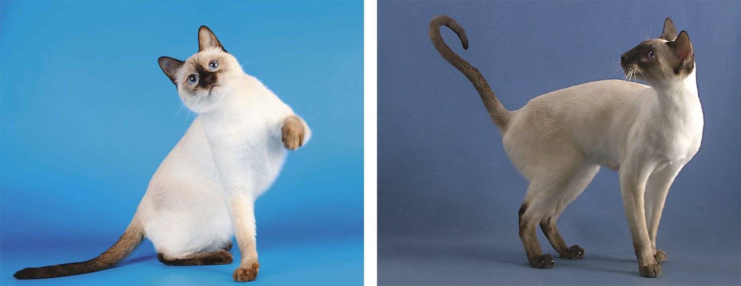 Сиамская кошка: все о кошке, фото, описание породы, характер, цена