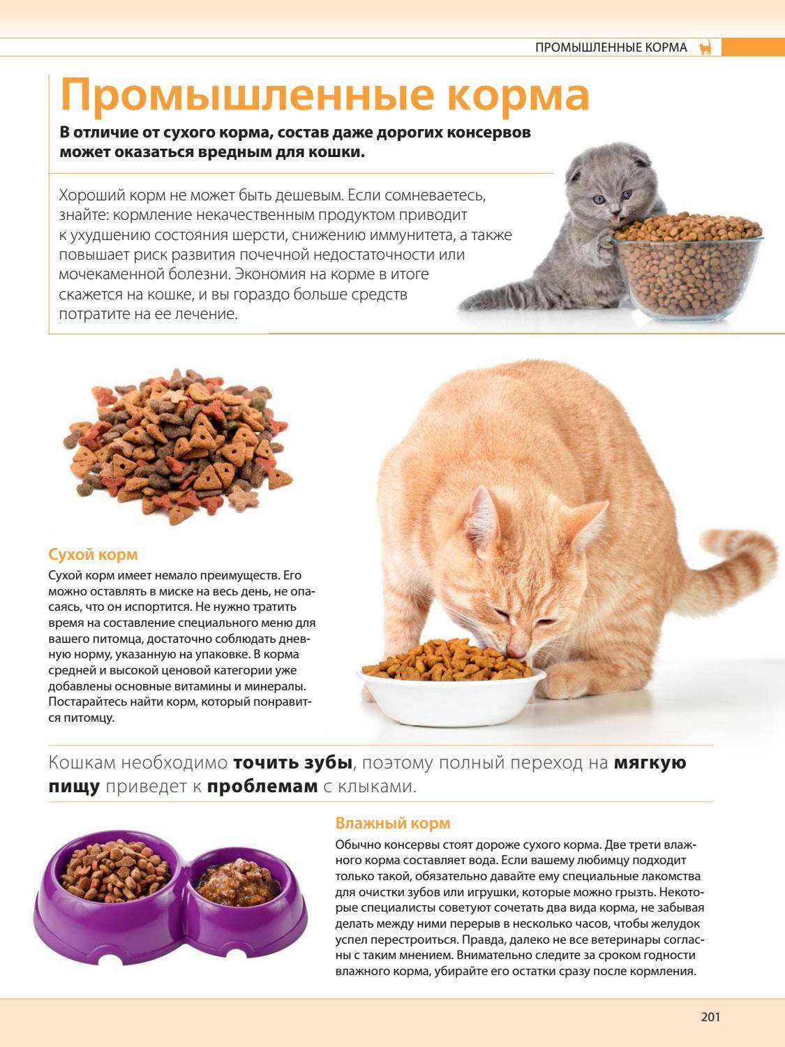Каким кормом лучше кормить кошку: советы ветеринаров