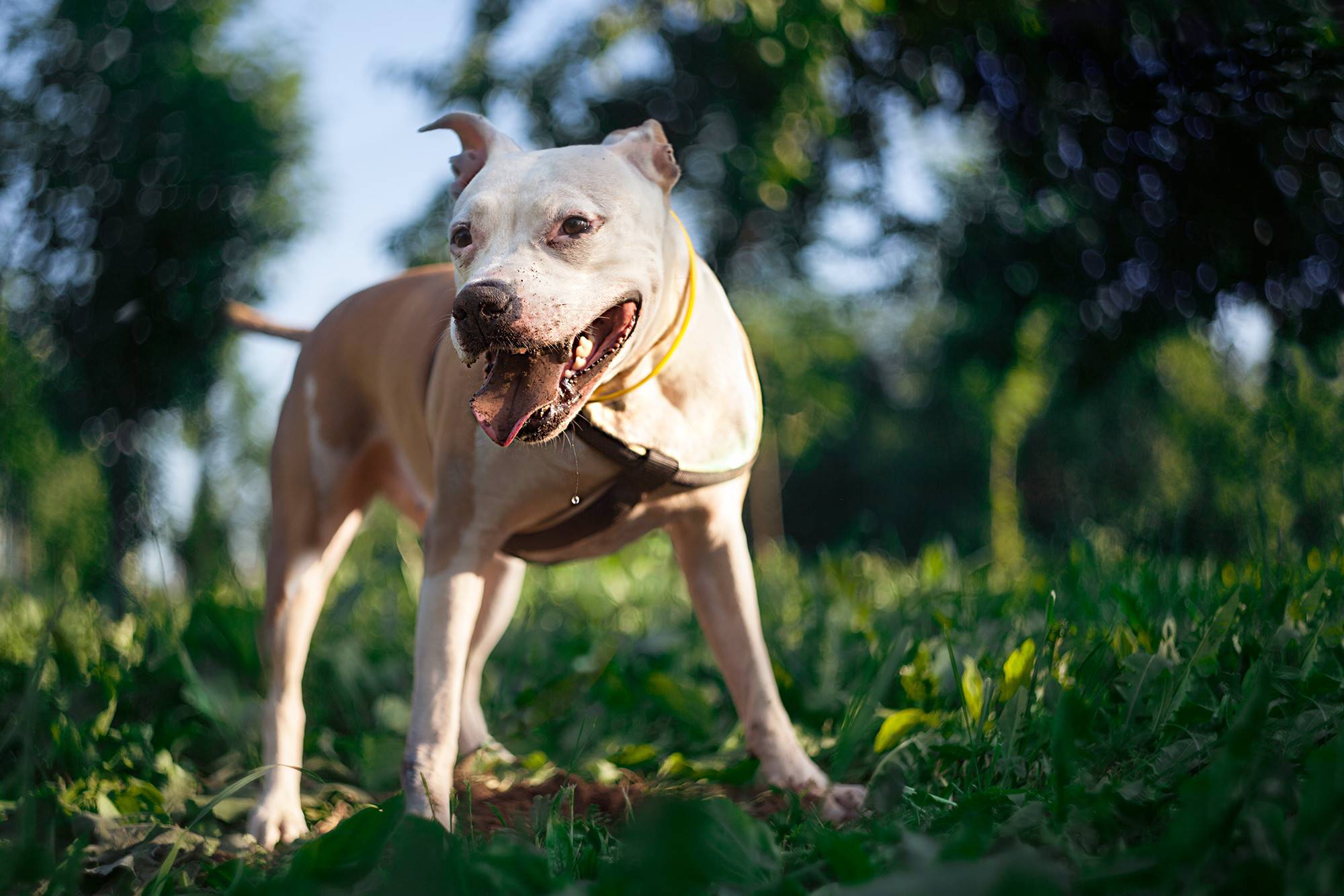 Самые злые собаки в мире: рейтинг опасных пород с описаниями и фото