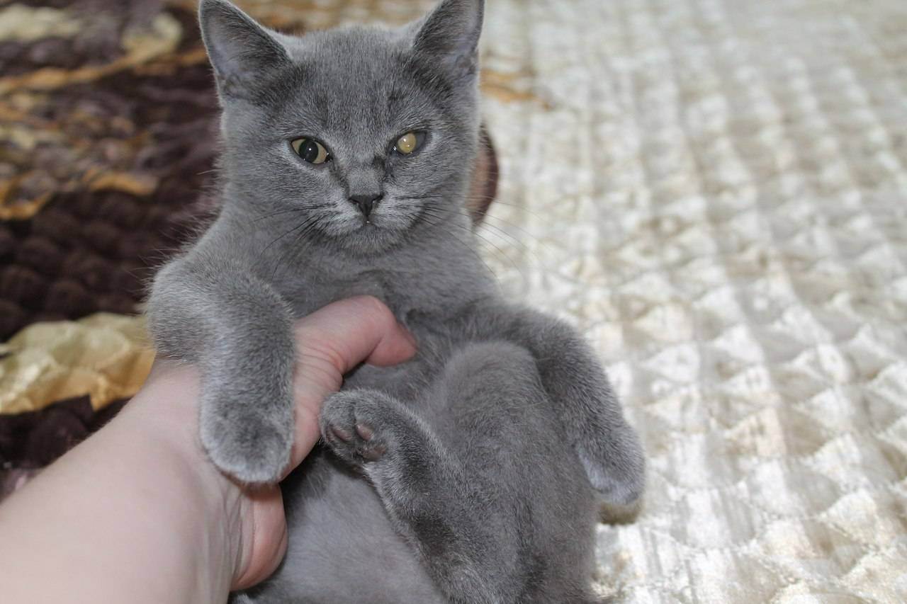 Имена для шотландских и британских котят