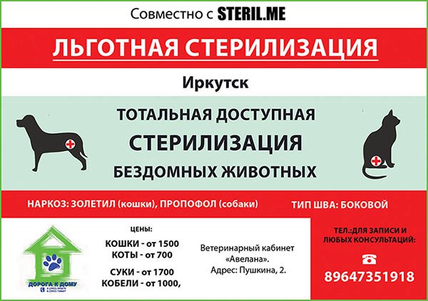 Стоимость кастрации кота и особенности проведения процедуры