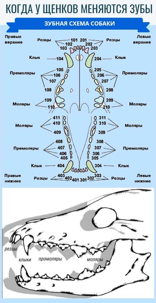 Как определить возраст собаки по зубам - таблица