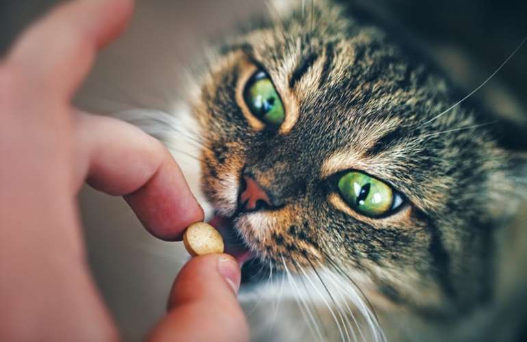 Витамины для кошек и котов: виды и список лучших