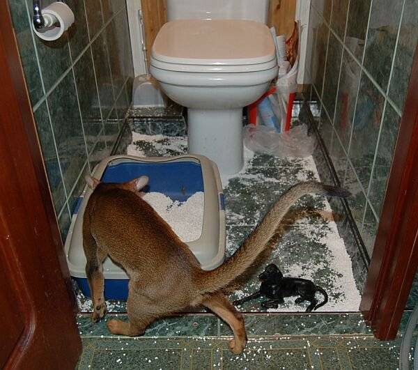 Когда котенок должен начать самостоятельно ходить в туалет по-большому