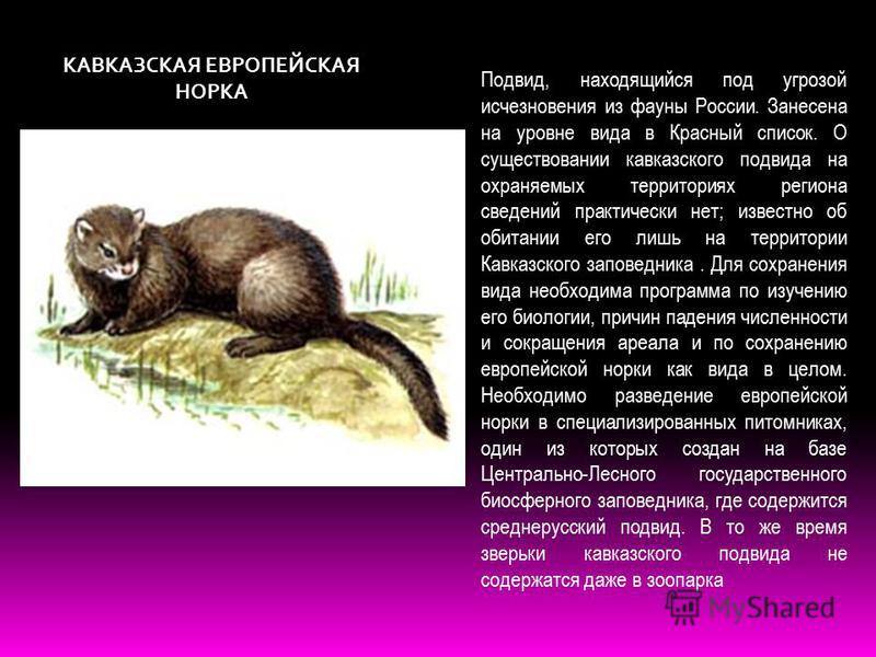 Норка животное. образ жизни и среда обитания норки | животный мир