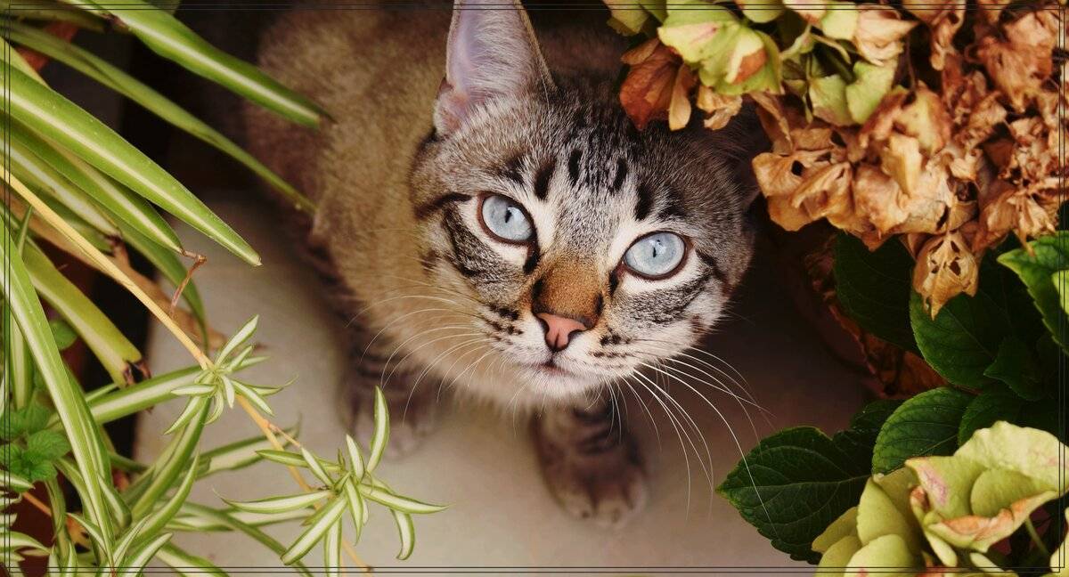 Как отучить кошку лазить в цветочные горшки: советы и рекомендации