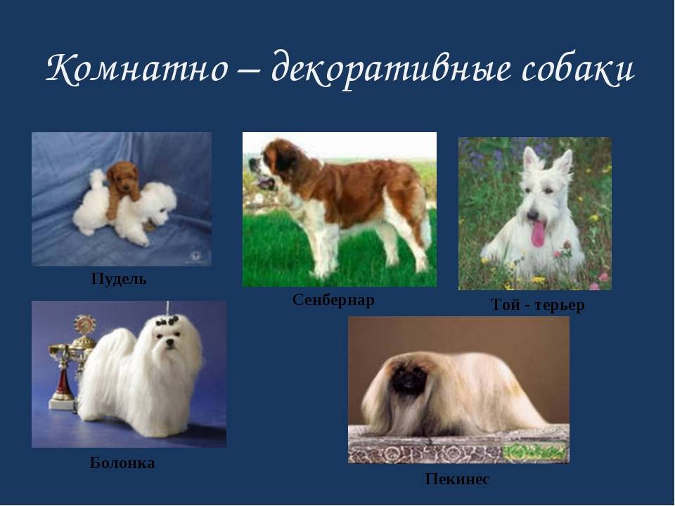 12 пород популярных пород декоративных собак | pet7