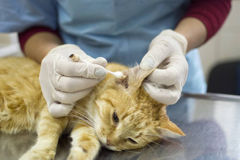 Клещи у кошек лечение в домашних условиях рекомендации