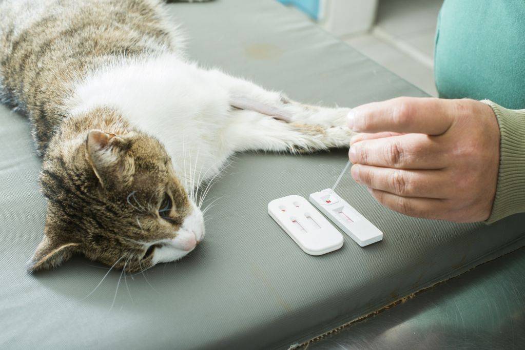 Коронавирусная инфекция у кошек и котов