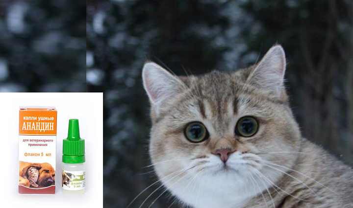 Почему чихает кошка: все возможные причины | hill's