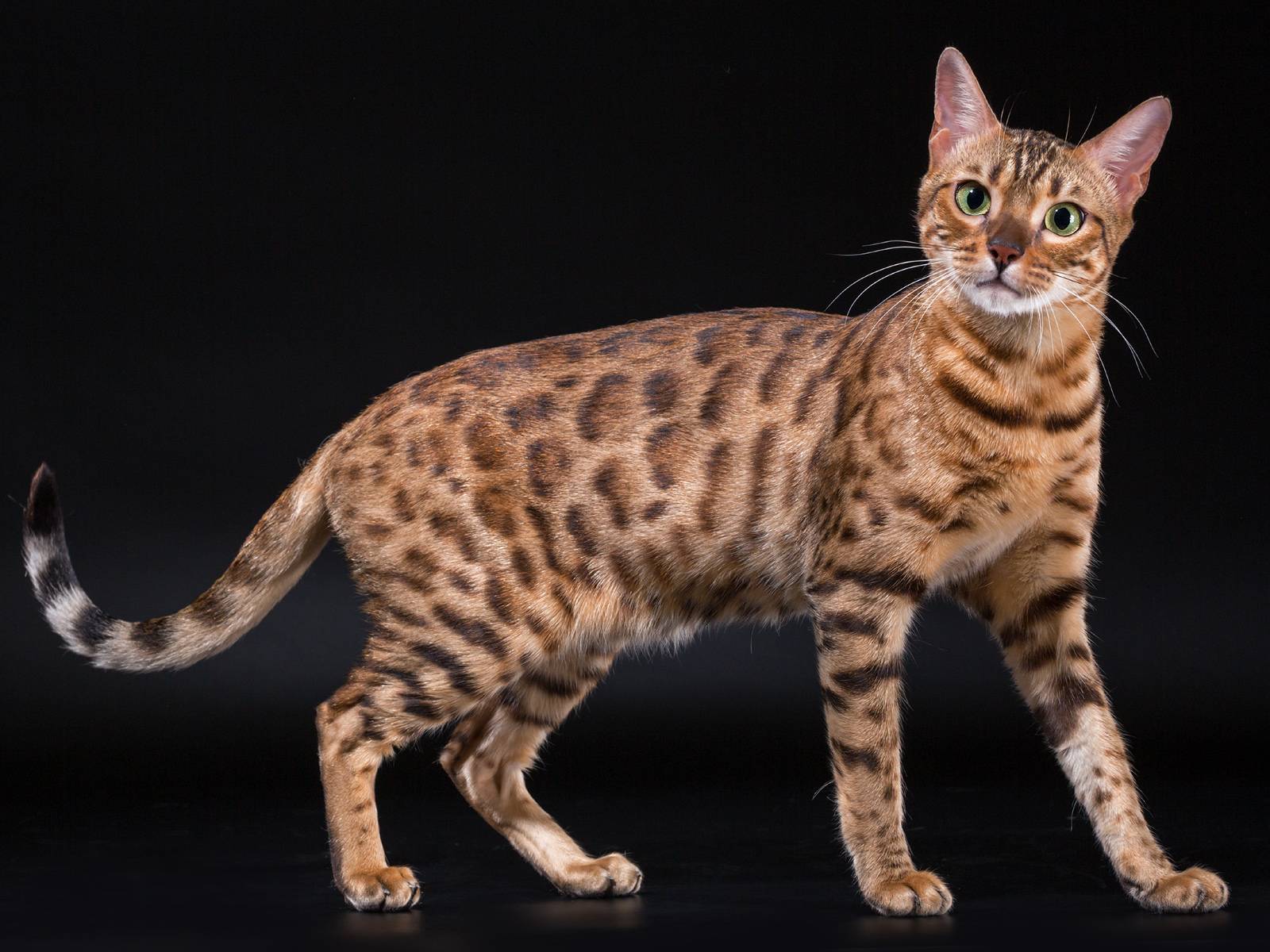 Пятнистая кошка: фото и название пород больших домашних котов с пятнами