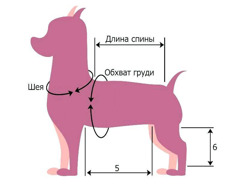 Как правильно измерить собаку для одежды: каких размеров бывают вещи