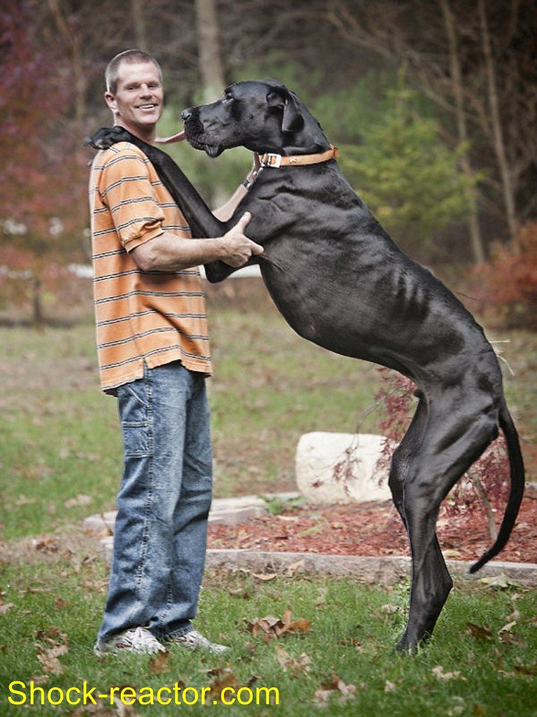 Самая тяжелая собака в мире - топ-10 пород с описанием и фото