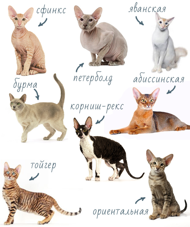 Кошки для детей породы фото и названия